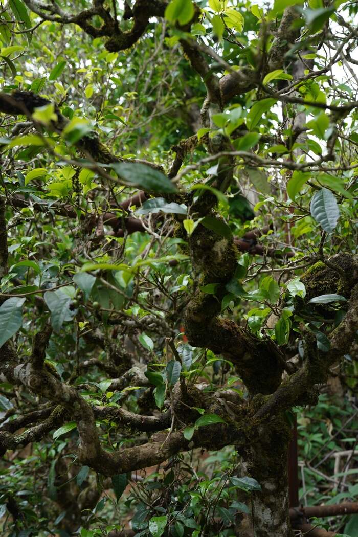 下關(guān)冰島老寨餅茶  藏在 “雙獅” 里的冰島老寨古樹茶香