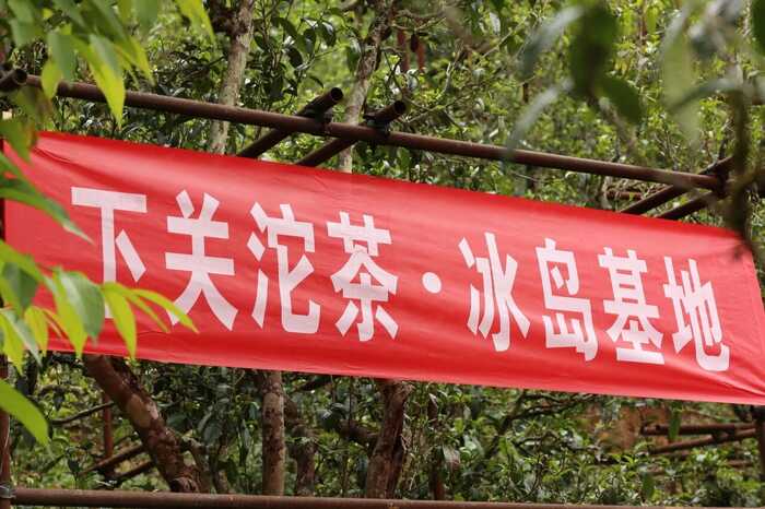 下關(guān)冰島老寨餅茶  藏在 “雙獅” 里的冰島老寨古樹茶香