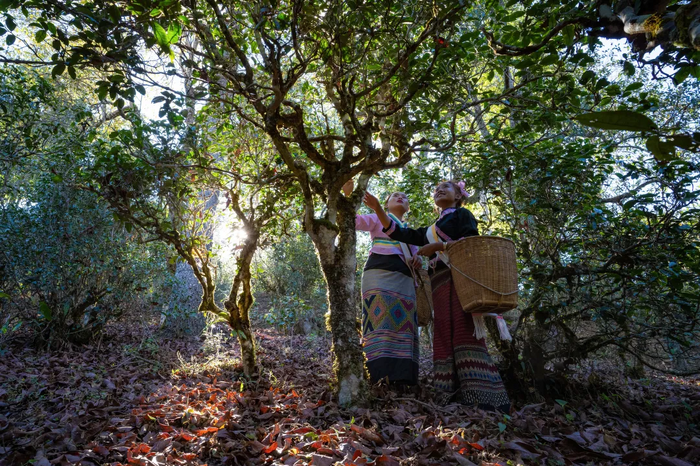 普洱景邁山古茶林文化景觀申遺成功兩年來：茶香飄四方 風景這邊好