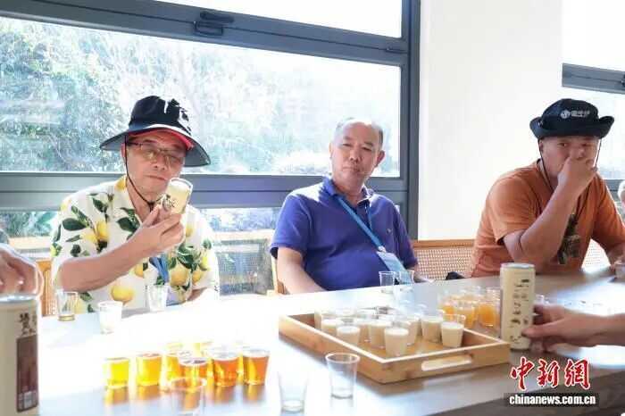 一片茶葉富了一個(gè)村 海外華媒探訪“坦洋工夫”紅茶發(fā)源地